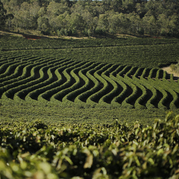 Espresso Art takes time